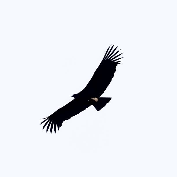 istock A juvenile Andean Condor 1412755929