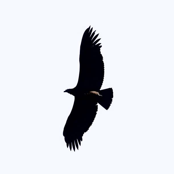 istock A juvenile Andean Condor 1412755945