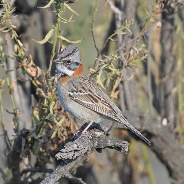 istock A male Rufous-collared Sparrow perches on a branch. 1412755955