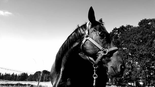 istock A horse named Cash 1412757073