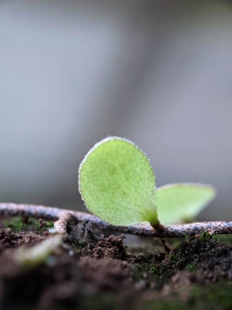 istock macro photography, wild plants on tree branches, Pyrrosia piloselloides 1412758129
