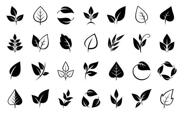 ilustraciones, imágenes clip art, dibujos animados e iconos de stock de conjunto de iconos de hojas - leaf