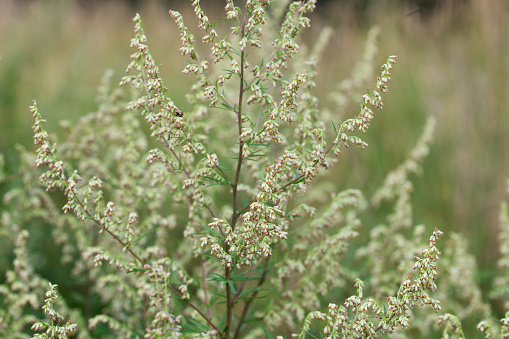 Artemisia vulgaris, flor de artemisa común primer plano enfoque selectivo photo