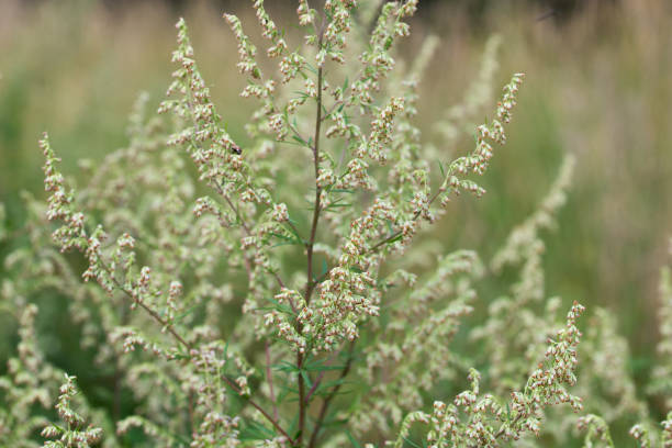 Artemisia vulgaris, common mugwort flowers closeup selective focus stock photo