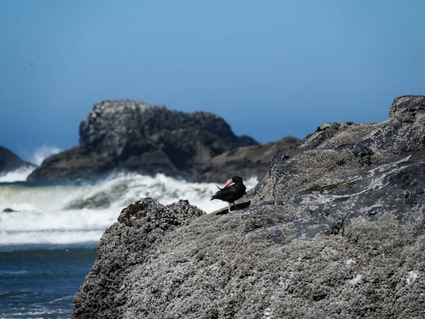 Black oyster-catcher on a rock with ocean waves and rocky sea cliffs behind.