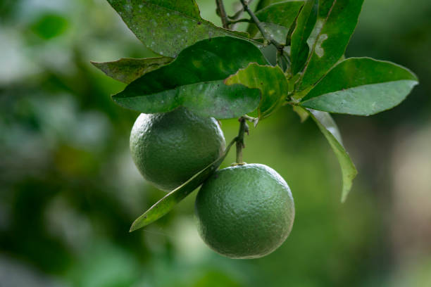 coltivazione di grappoli di limoni - grapefruit citrus fruit leaf fruit foto e immagini stock