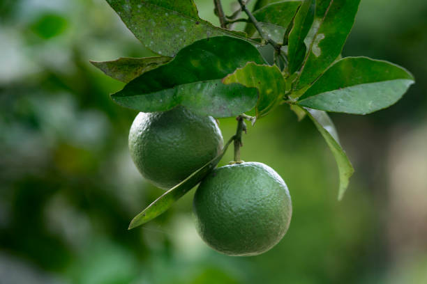 istock bunch of lemons cultivation 1412762399
