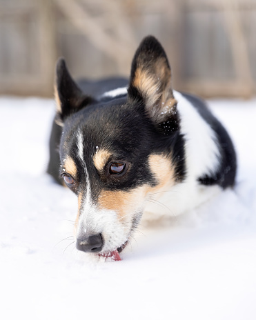 Close up of a tri-colored Pembroke Welsh Corgi laying outside licking and eating snow. Long Island New York