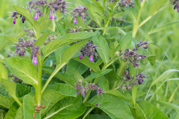 istock Symphytum officinale, common comfrey flowers closeup selective focus 1412766281