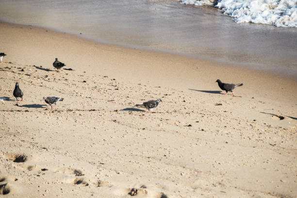 istock Pigeons eating on the beach sand. 1412766486