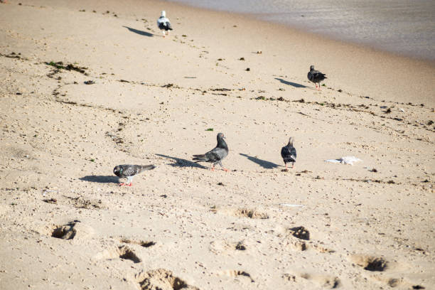 istock Pigeons eating on the beach sand. 1412766557