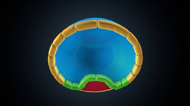 Human embryonic development, or human embryogenesis, is the development and formation of the human embryo. It is characterised by the processes of cell division and cellular differentiation of the embryo that occurs during the early stages of development.