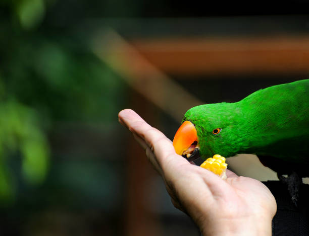 Green Eclectus parrot takes food from a hand and also takes a bite. stock photo
