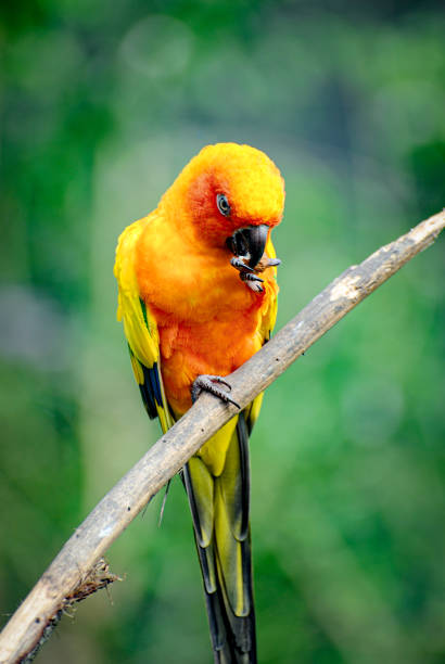 istock Eastern Rosella Rainbow Parrot on a branch eating. 1412769062
