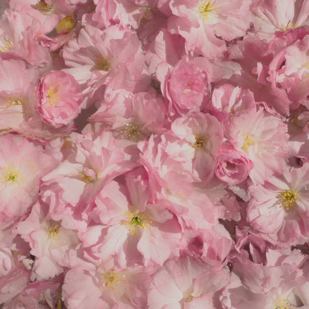 fiori rosa ciliegia sakura sfondo. parete di fiori. messa a fuoco morbida e selettiva. cartolina delle vacanze. petali rosa e stami gialli. bellissimo sfondo. arte dei petali fiori di ciliegio primaverili. prunus serrulata - toned image pink sakura cherry blossom foto e immagini stock