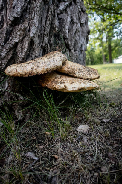 reishi mushrooms are growing on this tree trunk