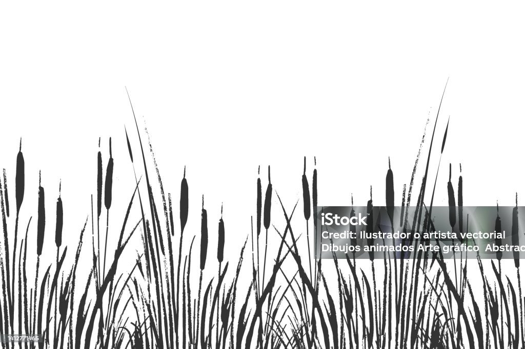 Cattail Reeds Drawing Web Stock Illustration - Download Image Now - Cattail, Grass, River ...