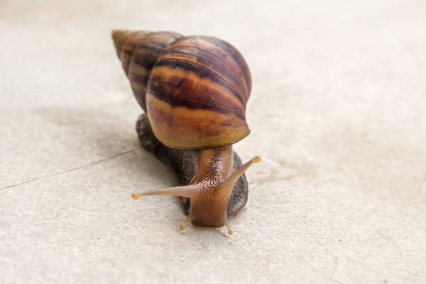 istock big helix snail on concrete floor close up 1412772290