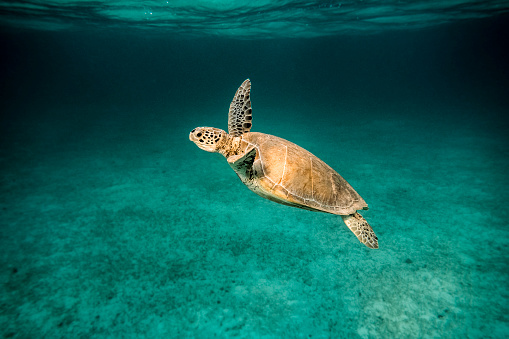 Turtle swimming up sideways to the camera, liftet fin