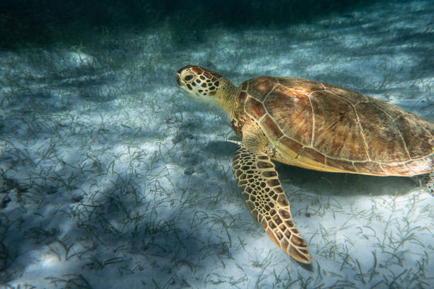 Closeup of Water turtle on Sand Botton