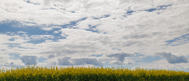 Blooming yellow rapseed canola field and blu sky with white clouds