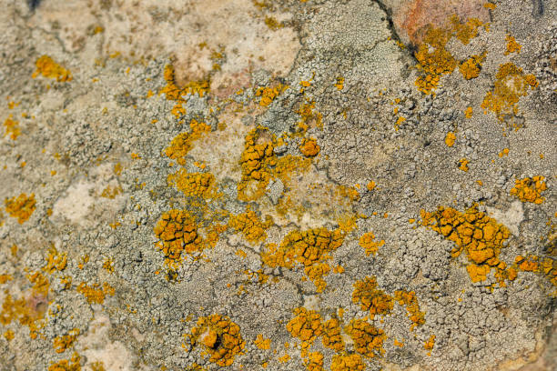 Lichen on quartzite sandstone surface. A pioneer lichen in Bare Rock Succession that helps break down rock and sets the stage for mosses and other plants to follow succession.