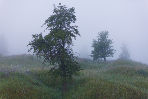 dence summer morning fog at wild green meadow with three separated trees.