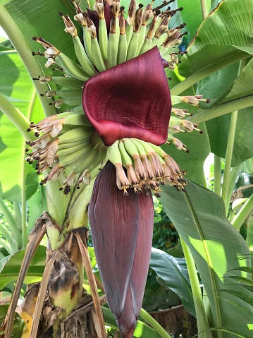 Banana flower and its edible florets. Banana flowers (banana blossoms) are blossoms of a banana tree. They're a completely edible delicacy and can be obtained fresh from provision stores and farmers markets. Are especially prevalent in Asia. They're commonly used in salads, curries, and soups.\nBanana flowers, if left on the tree, would blossom into bananas. They grow in groups of flowers called hands and, like bananas, are wonderfully edible. Sometimes they're called banana hearts. These reddish-purple, teardrop-shaped leaves can weigh in at up to a pound. The most delicate parts, the yellowy-white florets, require removal, cleaning, and soaking in acidulated water in order to mitigate some of the bitterness they possess.