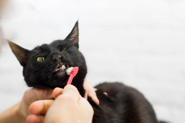 Pet Cat Not Liking Getting Her Teeth Brushed stock photo