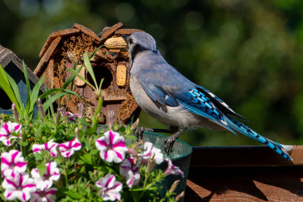 istock Bluejay with a peanut in front of the birdhouse 1412776802