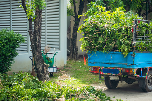 Municipal service keep and cut tree in public. Close up