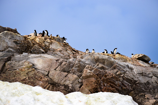 Monumental image of penguins high in the sky. Clear blue sky and rocky cliff dominate the image with a swath of snow in the foreground to tell us we are in Antarctica. Morning sun peeks across the scene.