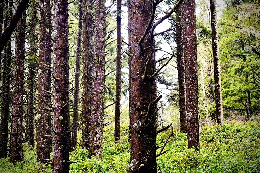 Redwood trees in a dense forest