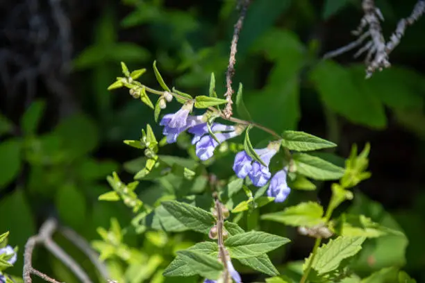 Marsh skullcap growing wild along the shores of a lake in Ontario.