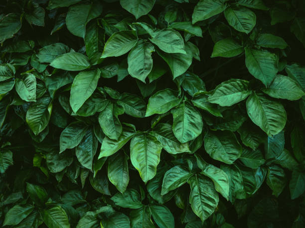 istock foliage pattern of nature background. 1412781190