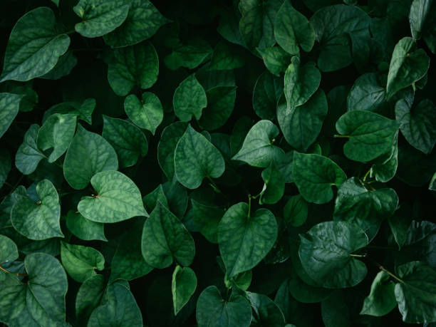 istock foliage pattern of nature background. 1412781195