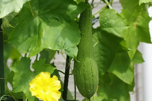 Sponge cucumber in the garden