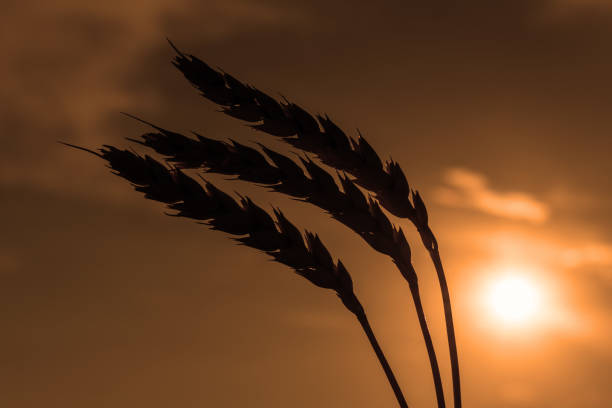 Ripe ears of wheat against the sky