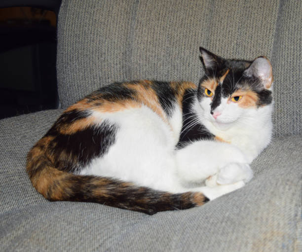 istock Calico Cat Resting on Chair 1412783086