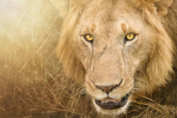 istock close up of lion face looking at camera 1412783092