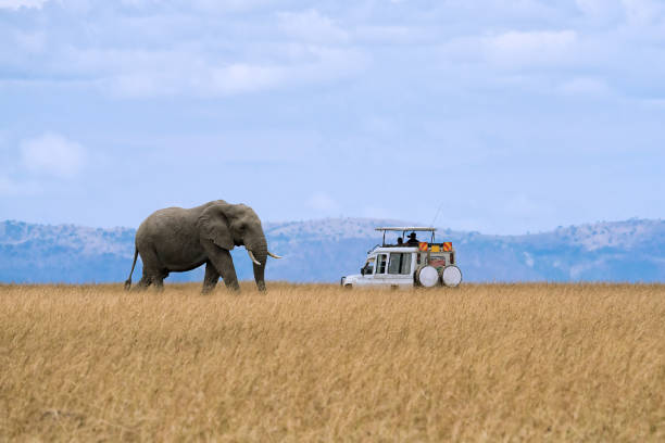 éléphant d’afrique solitaire marchant dans les prairies de savane avec arrêt en voiture de tourisme en regardant à la réserve nationale du masai mara au kenya - raid 5 photos et images de collection