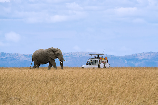 Lone African elephant walking in savanna grassland with tourist car stop by watching at Masai Mara National Reserve Kenya.
