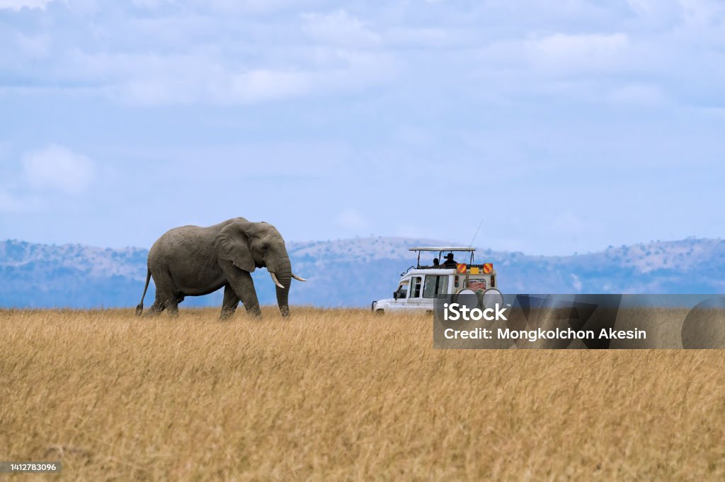 Lone African elephant walking in savanna grassland with tourist car stop by watching at Masai Mara National Reserve Kenya Lone African elephant walking in savanna grassland with tourist car stop by watching at Masai Mara National Reserve Kenya. Tourist Stock Photo