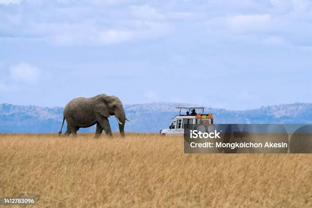 Lone African Elephant Walking In Savanna Grassland With Tourist Car Stop By Watching At Masai Mara National Reserve Kenya Stock Photo - Download Image Now
