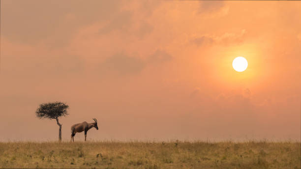 antílope topi de pie junto a un árbol solitario en pastizales de sabana durante la puesta de sol en la reserva nacional masai mara kenia - masai mara national reserve masai mara topi antelope fotografías e imágenes de stock