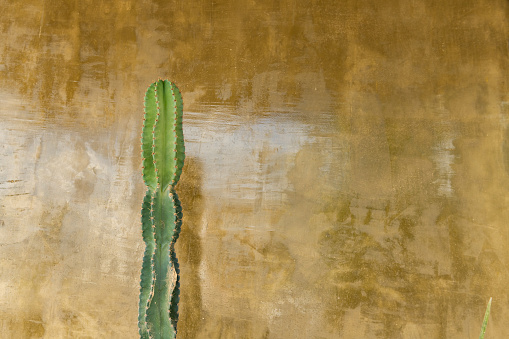 This is a photograph of a tall cactus growing outside of a brown textured wall in Tulum, Mexico.