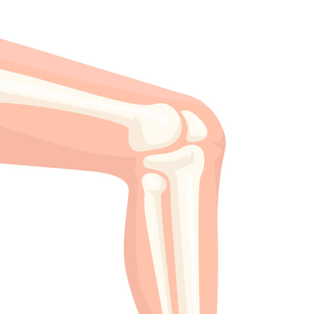 ilustrações, clipart, desenhos animados e ícones de ilustração de vista lateral da articulação do joelho humano - human knee pain human spine human joint