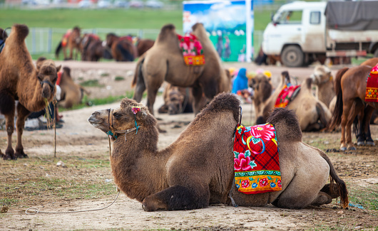 Bactrian camels walking in desert against cloudy sky, Dalanzadgad, Mongolia.