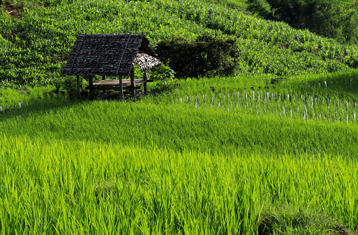 Beautiful scenery of Pa Bong Piang rice terraces. Rice fields on a hill with view of mount at Mae Chem of Chiang Mai in Thailand.