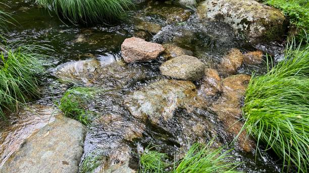 a stream with clear thorny water in the jungle - tree stream forest woods imagens e fotografias de stock